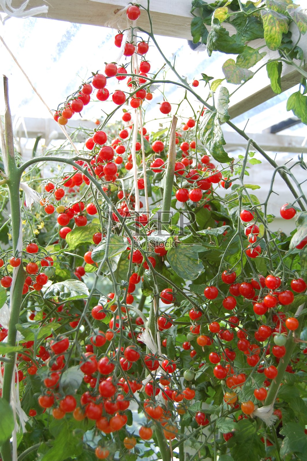 一捆捆成熟的樱桃番茄从温室透明的屋顶上垂下来。照片摄影图片