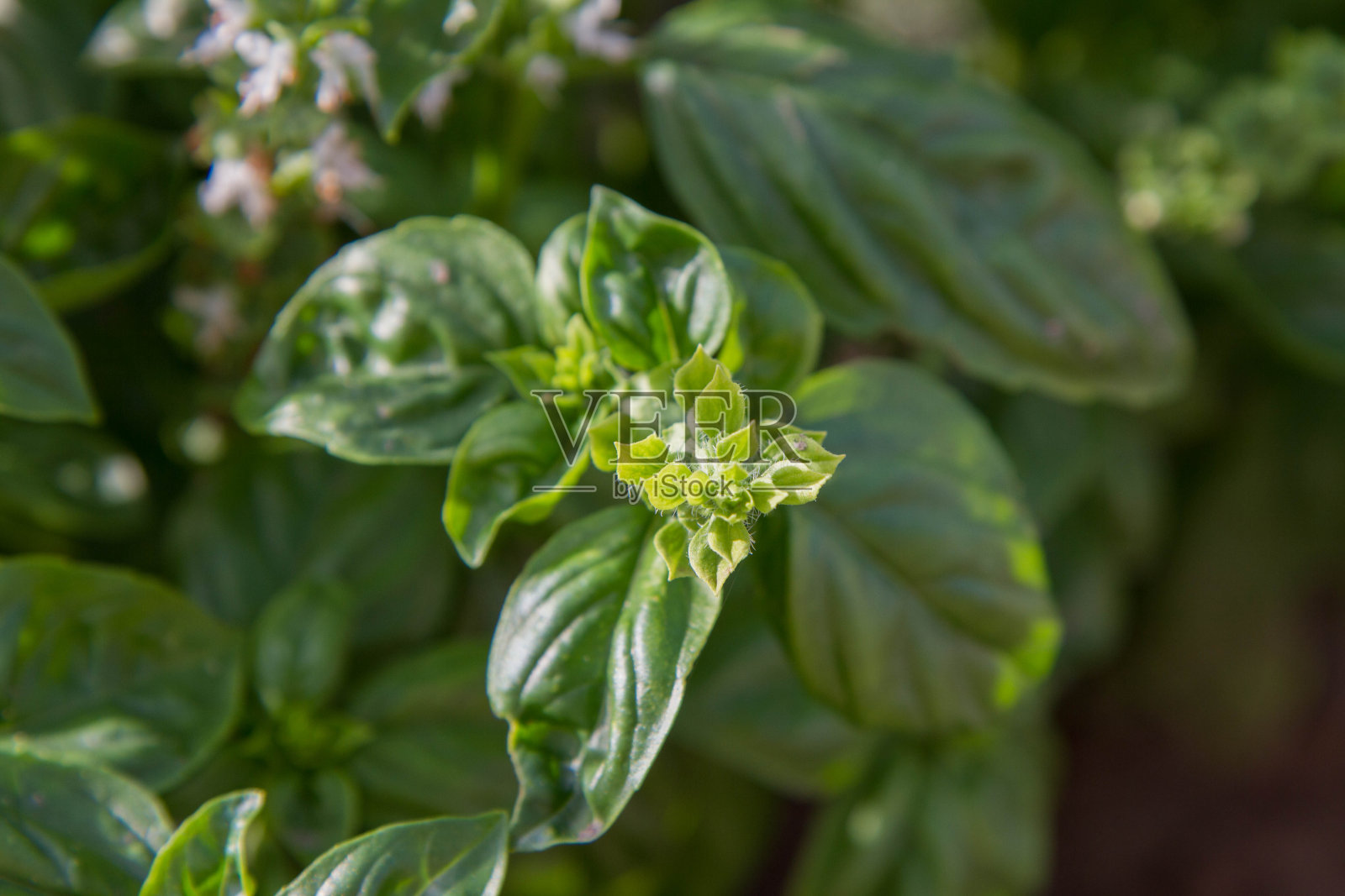 罗勒生长在花园里照片摄影图片