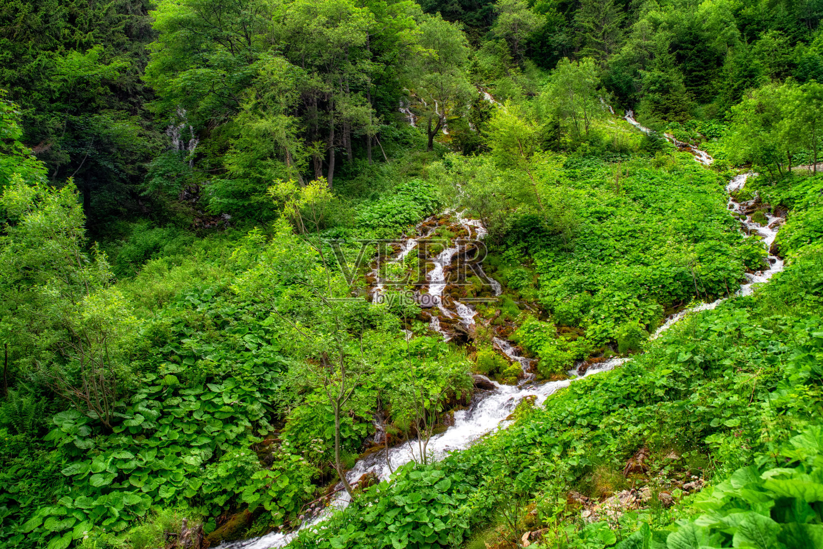 绿林春意盎然照片摄影图片