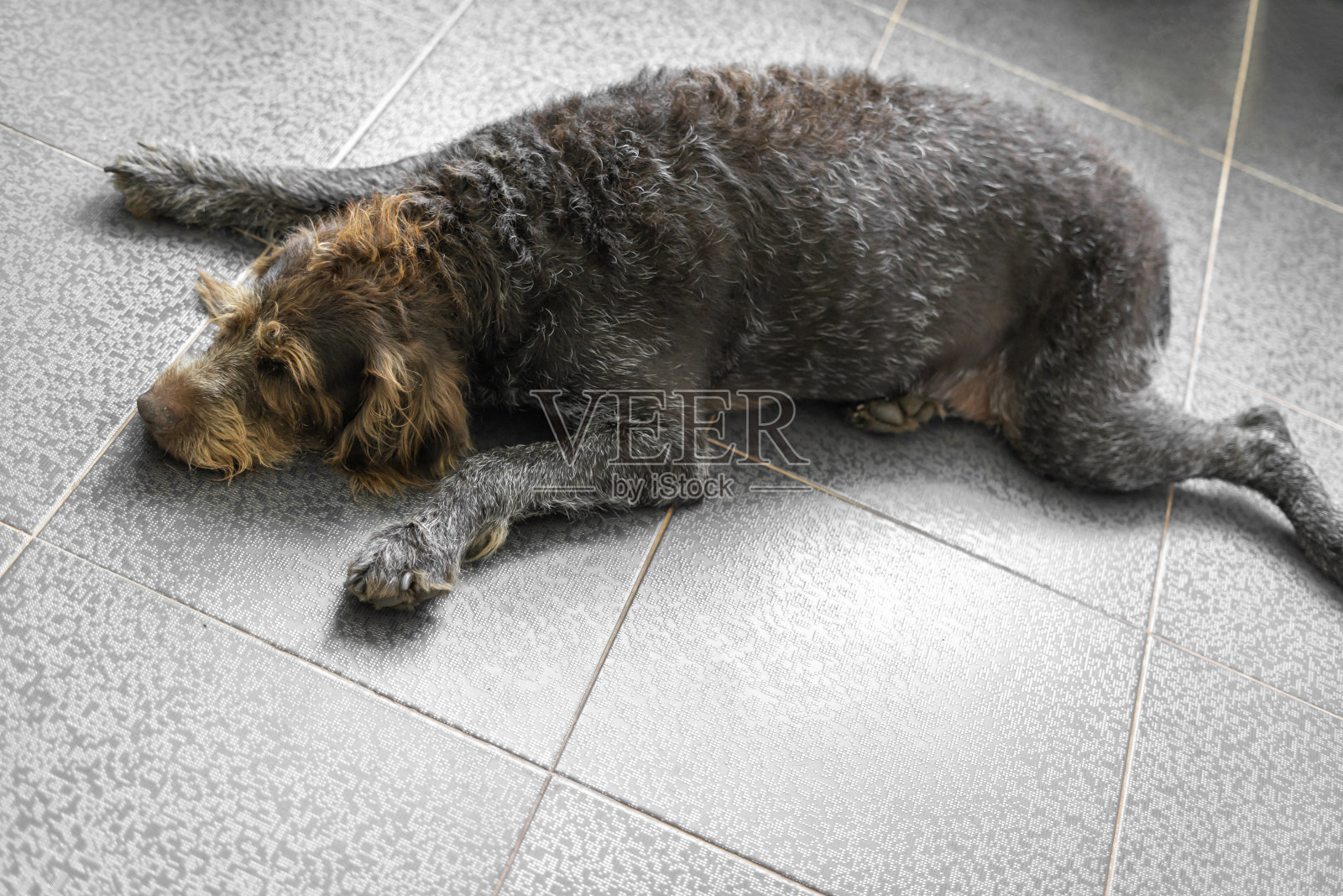 生活在城市公寓里的狗的肥胖问题。超重的猎狗躺在地板上，很伤心照片摄影图片