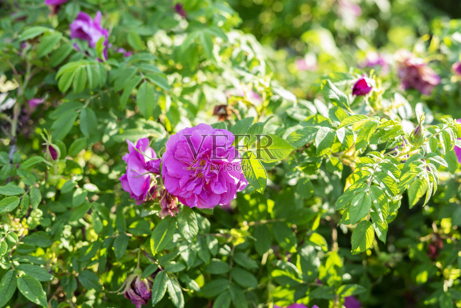 有花的蔷薇丛照片摄影图片