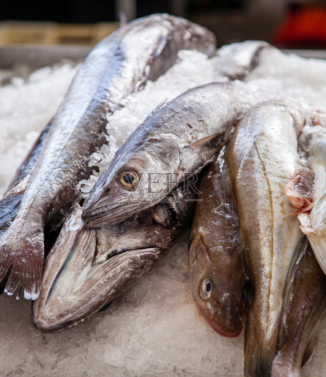市场上的鱼照片摄影图片