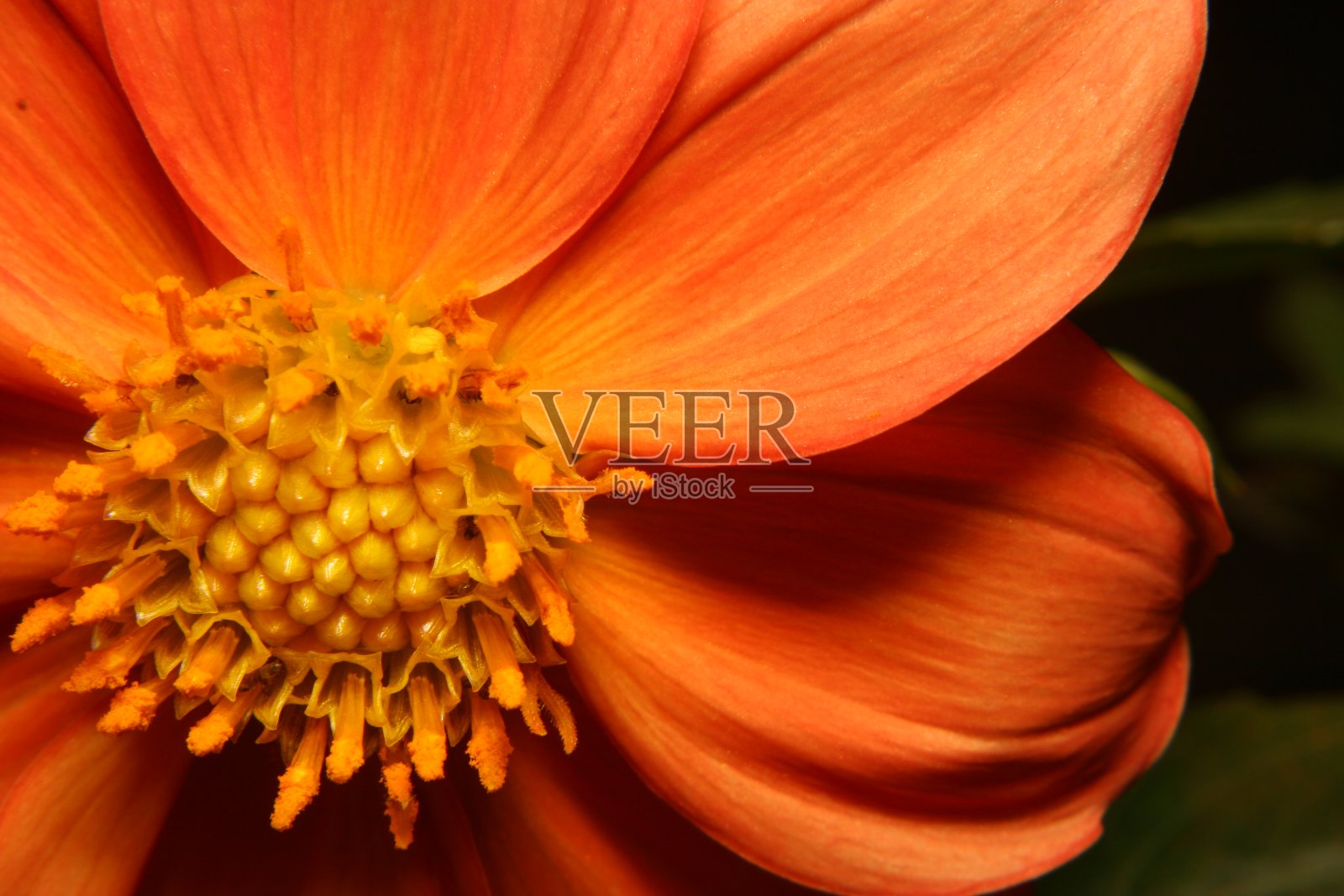 橙色的花。照片摄影图片