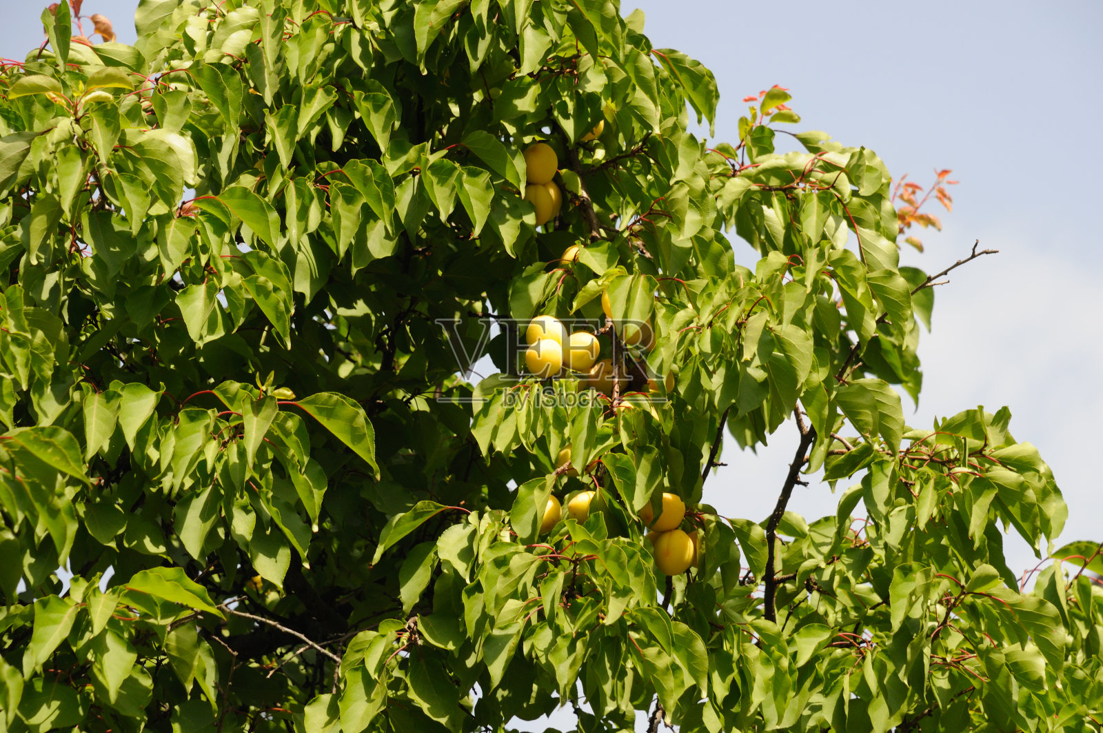蓝天下，成熟的杏子挂在树枝上照片摄影图片