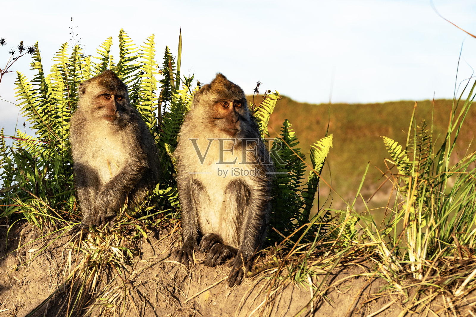 印尼巴厘岛野生猴子的特写镜头照片摄影图片