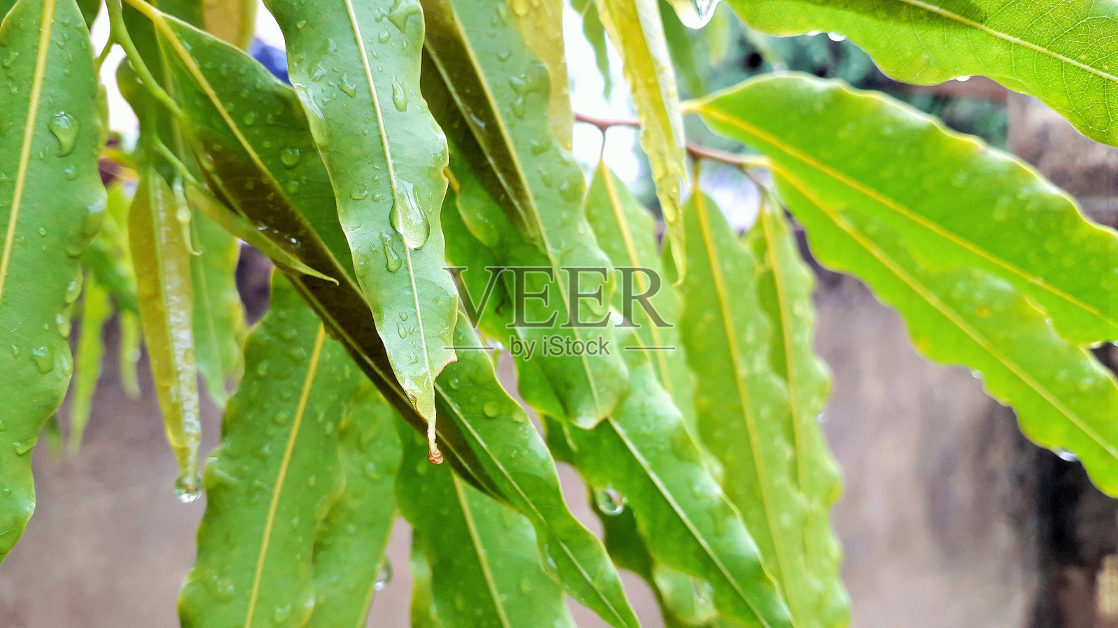 公园里下雨的时候，树上的长叶子带着水滴照片摄影图片