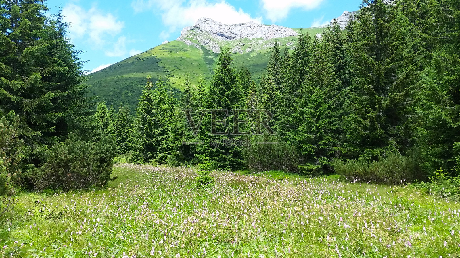 泽代尔附近的高山山谷中郁郁葱葱的松树照片摄影图片