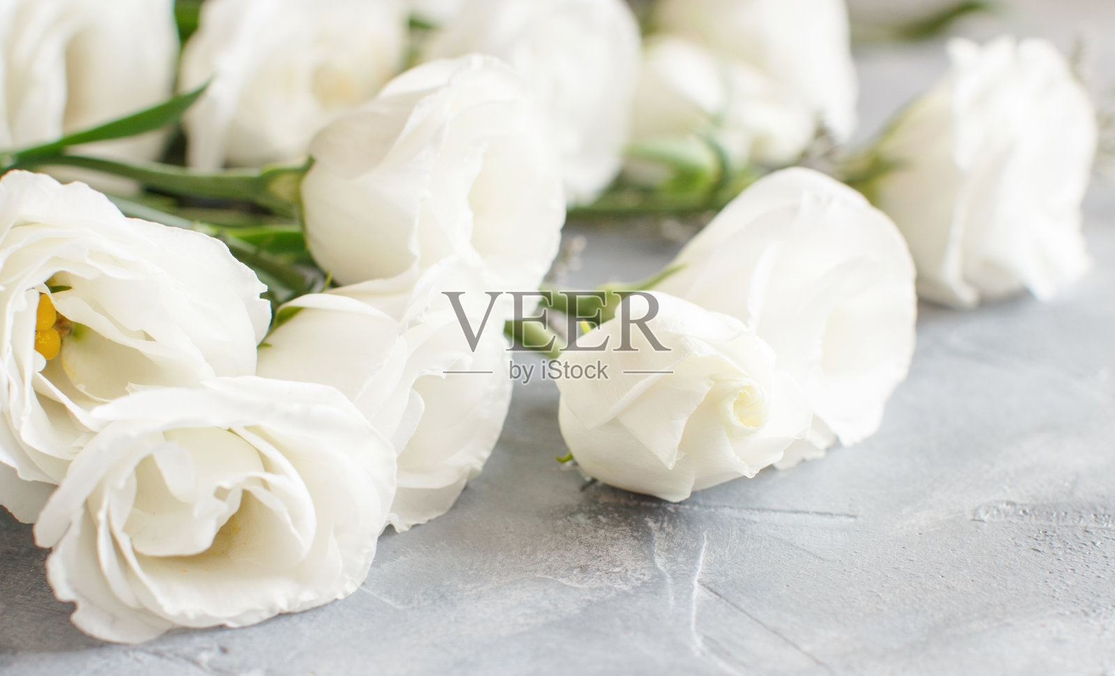 灰色背景上的白花特写照片摄影图片