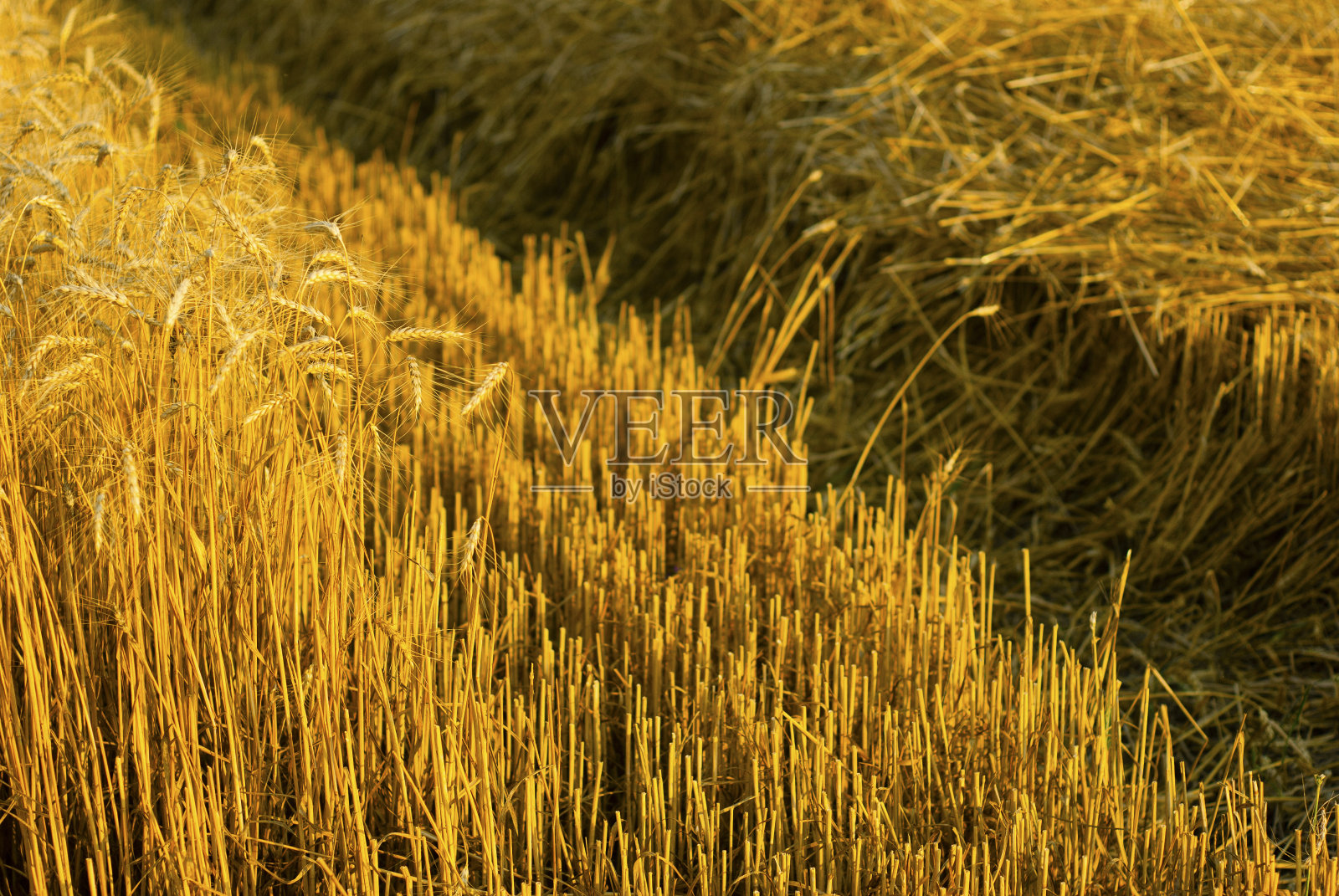 麦田照片摄影图片
