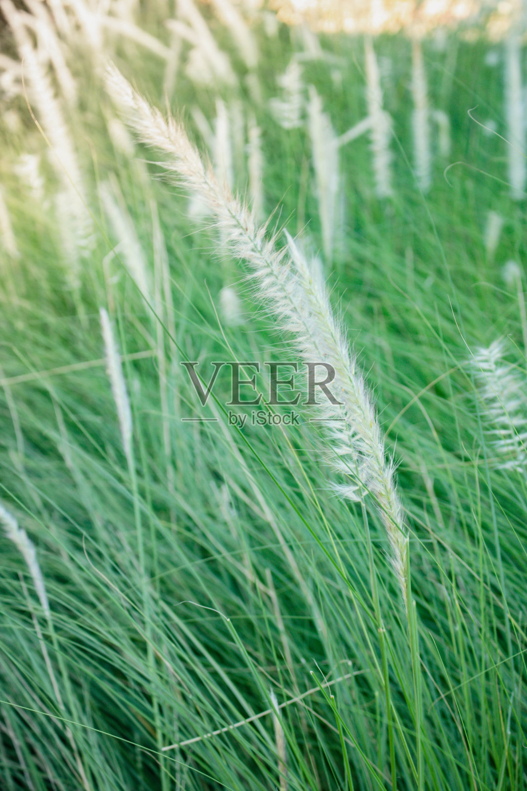 路边的草花。一种高草的秋天的花。路边的草在傍晚的阳光下。白色背景。绿色背景。照片摄影图片