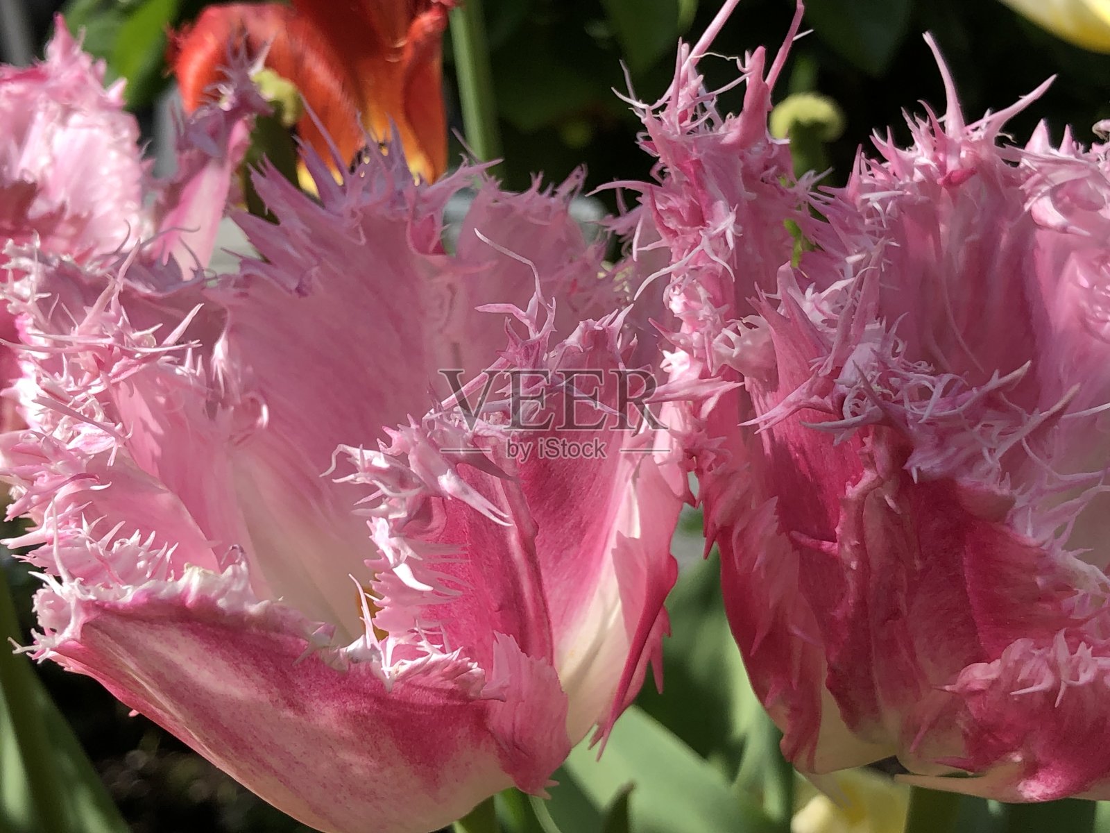 郁金香照片摄影图片