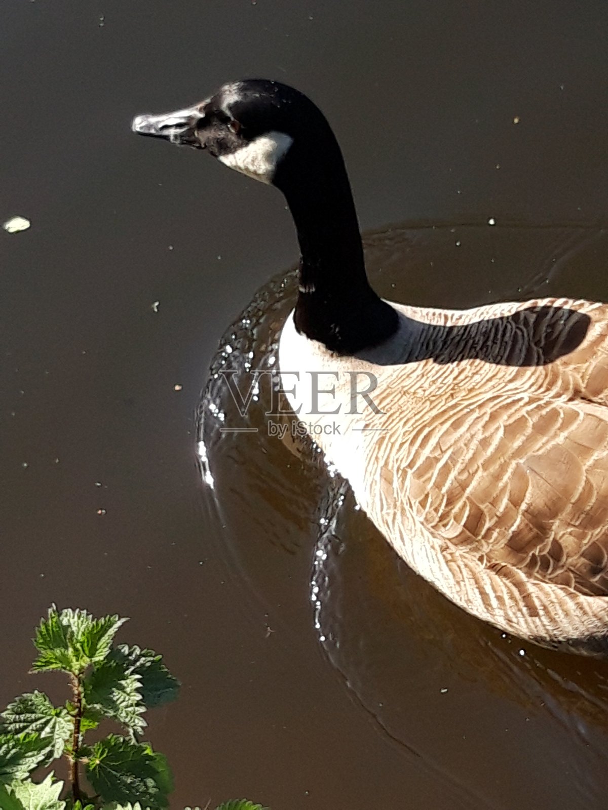加拿大鹅照片摄影图片