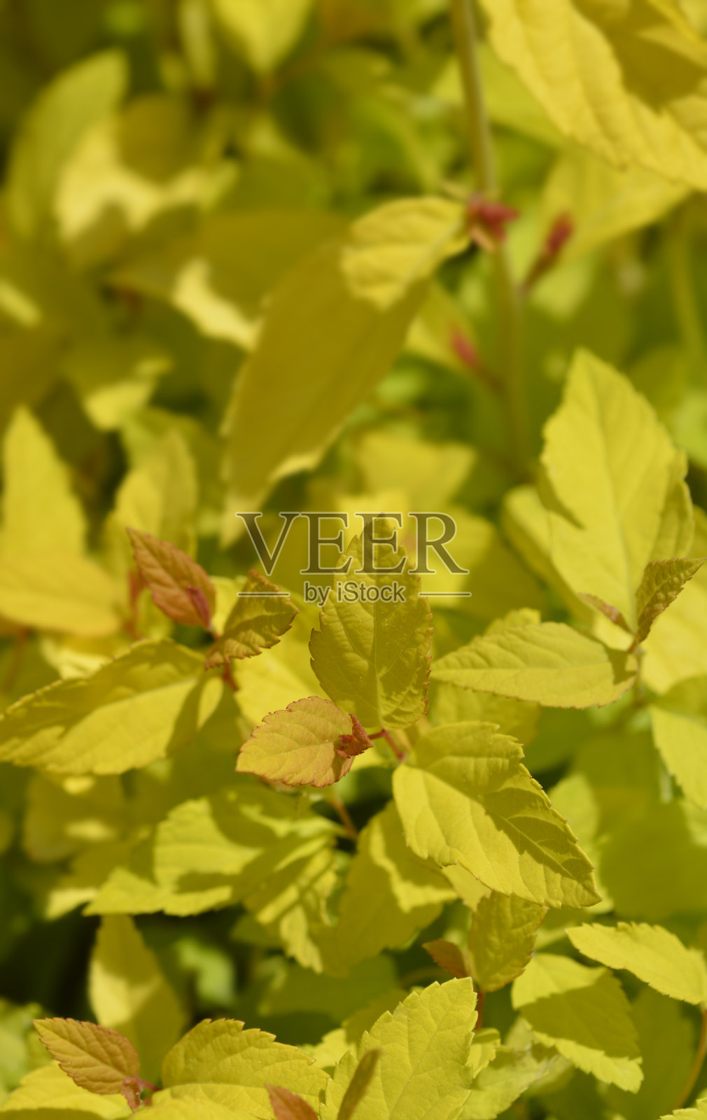 日本绣线菊公主照片摄影图片