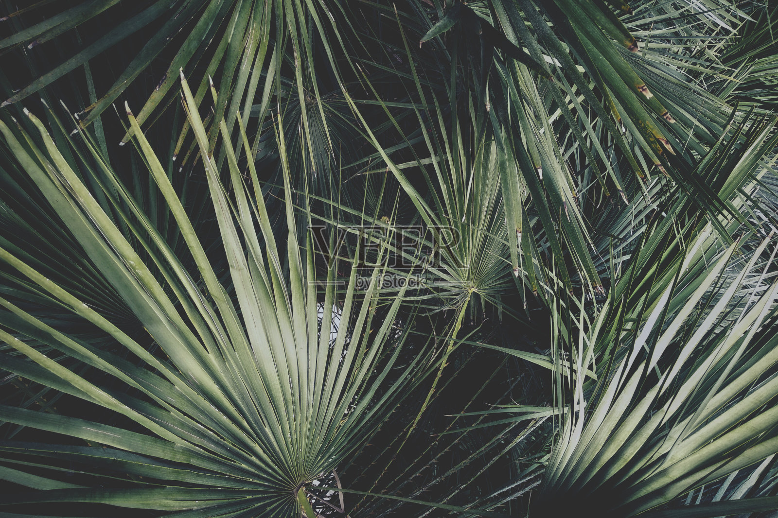 热带棕榈叶，花卉图案背景，真实照片照片摄影图片