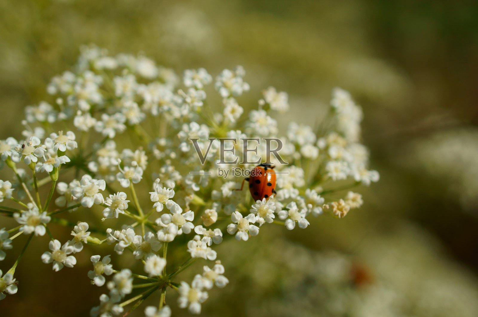 大自然中美丽的野花照片。美丽的野花和绿草。照片摄影图片