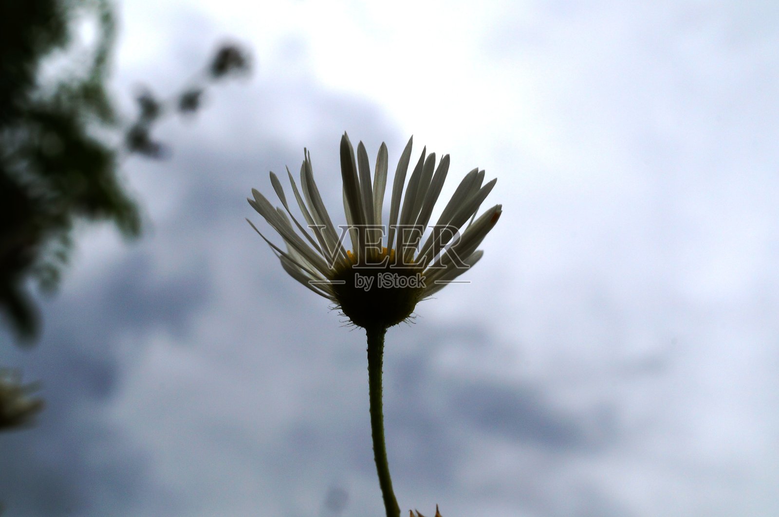 大自然中美丽的野花照片。美丽的野花和绿草。照片摄影图片