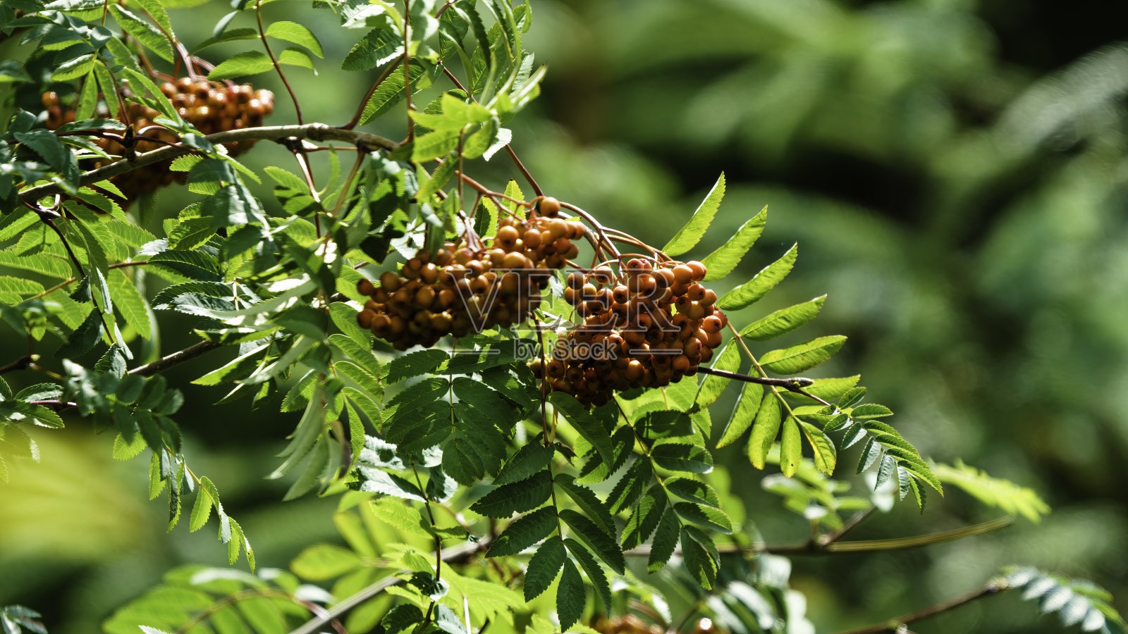花楸树照片摄影图片