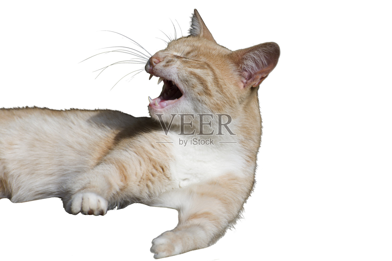 孤立一只大笑的猫。白色背景上的红色流浪猫。照片摄影图片