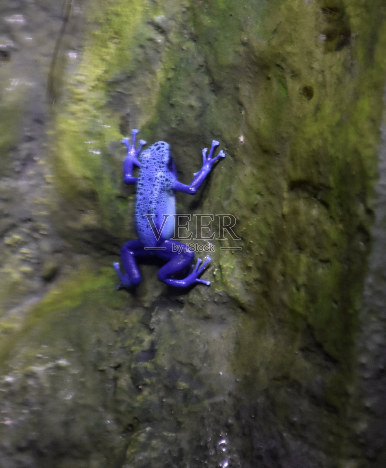 美丽的蓝色树蛙照片摄影图片