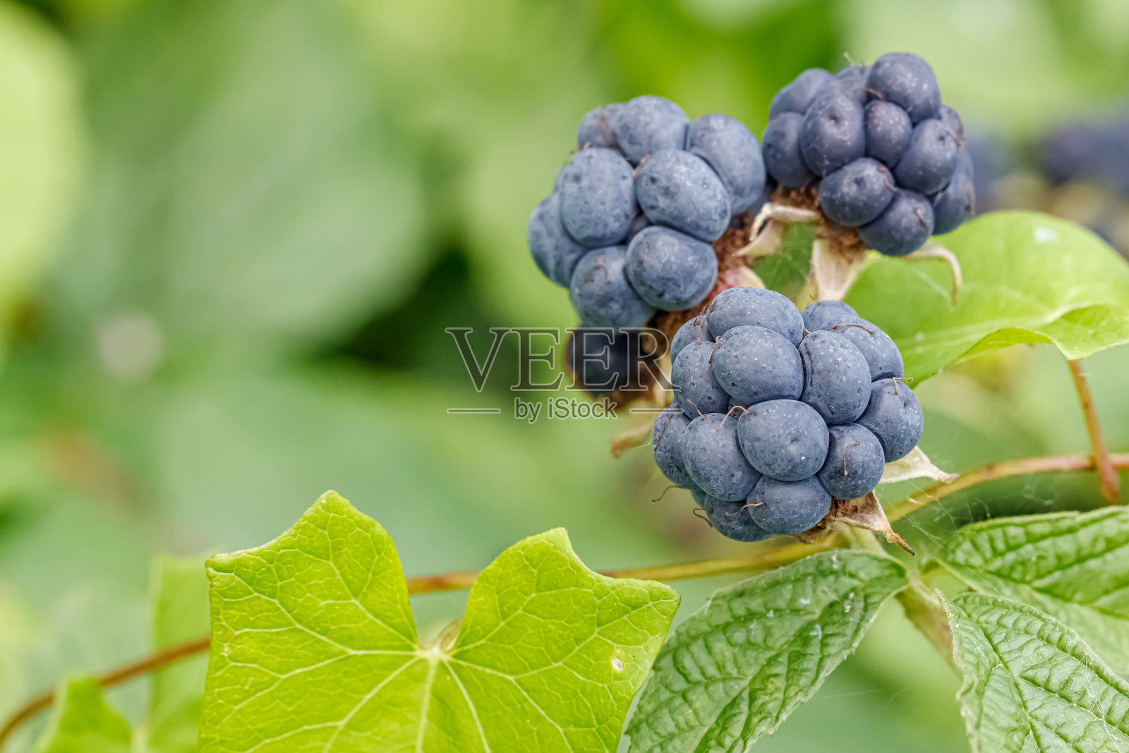 近距离观察绿叶间的一根树枝上成熟的黑莓照片摄影图片