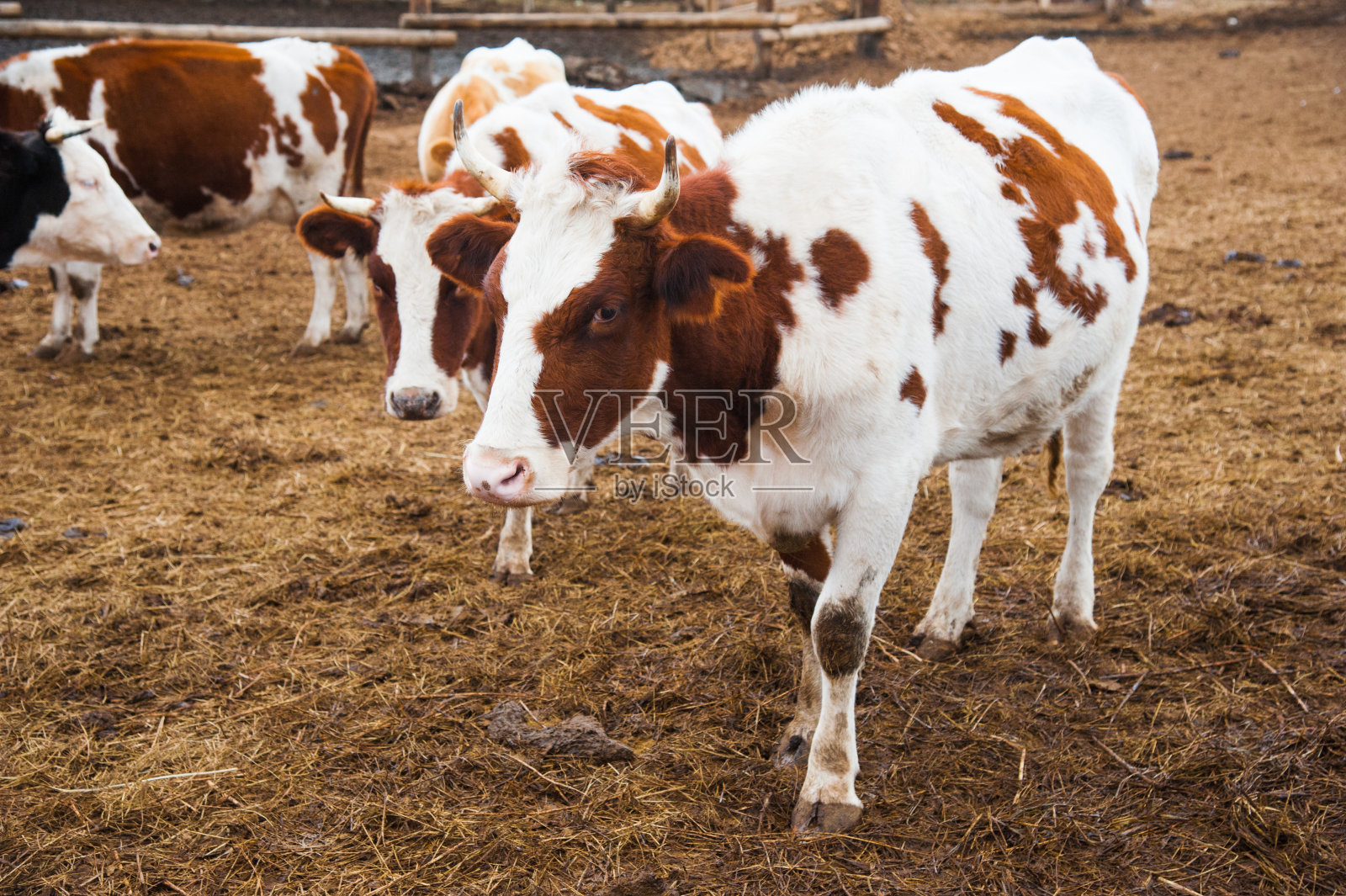 农场里的奶牛。奶牛照片摄影图片
