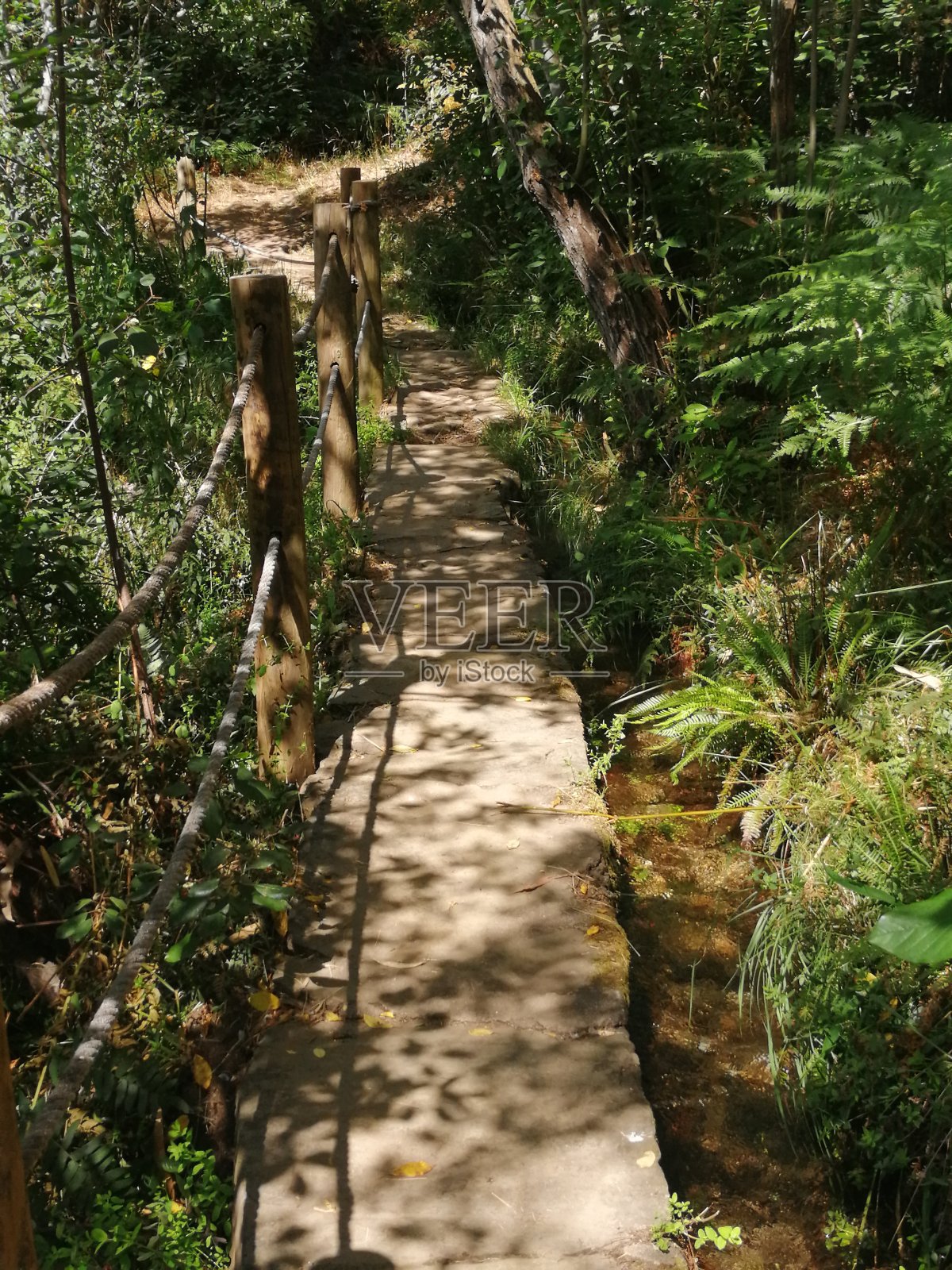 在里约热内卢de Frades的水鸟照片摄影图片