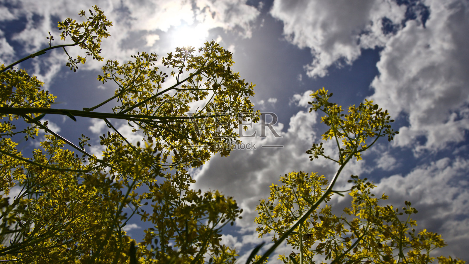 油菜花照片摄影图片