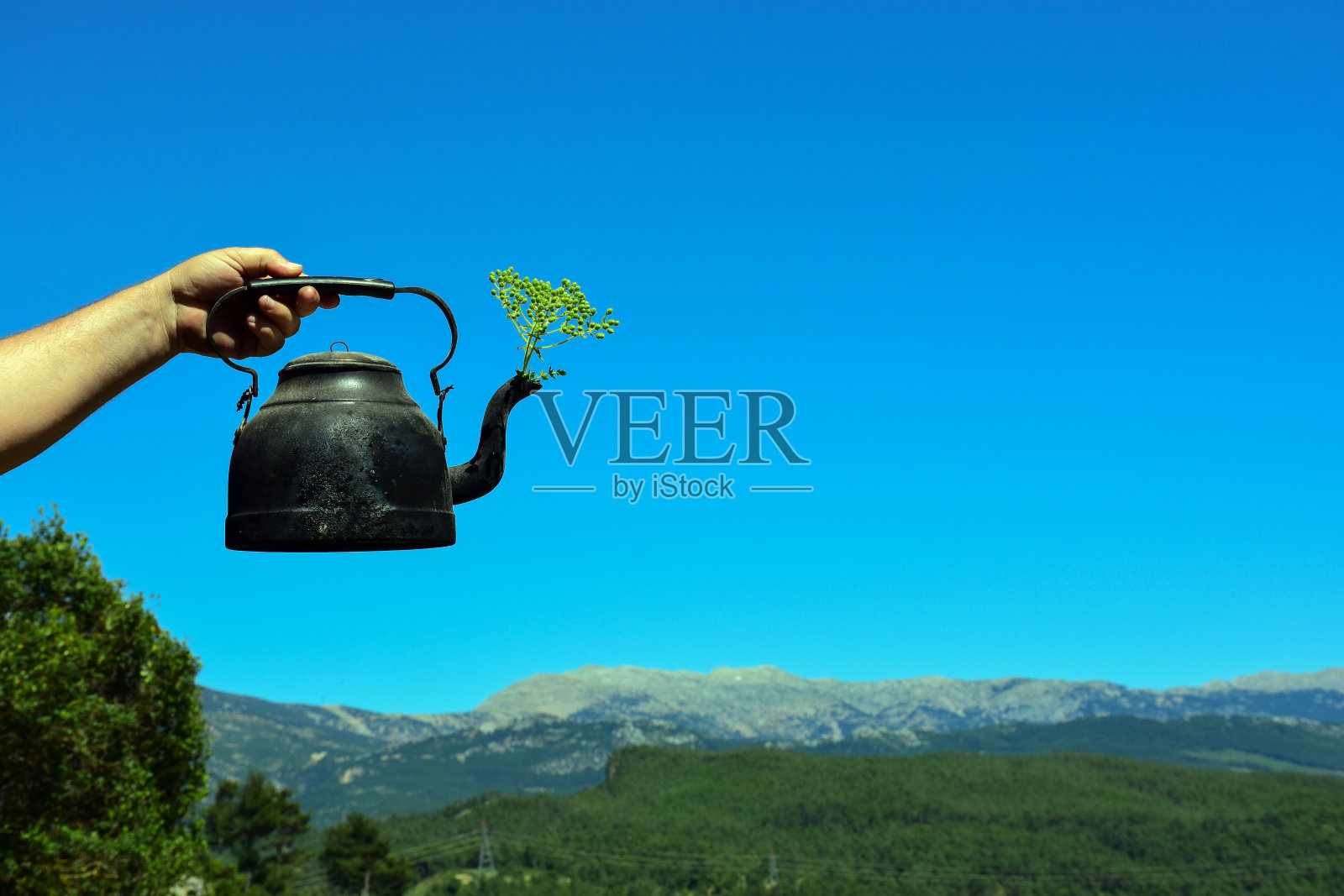 天然野生百里香黑茶壶照片摄影图片