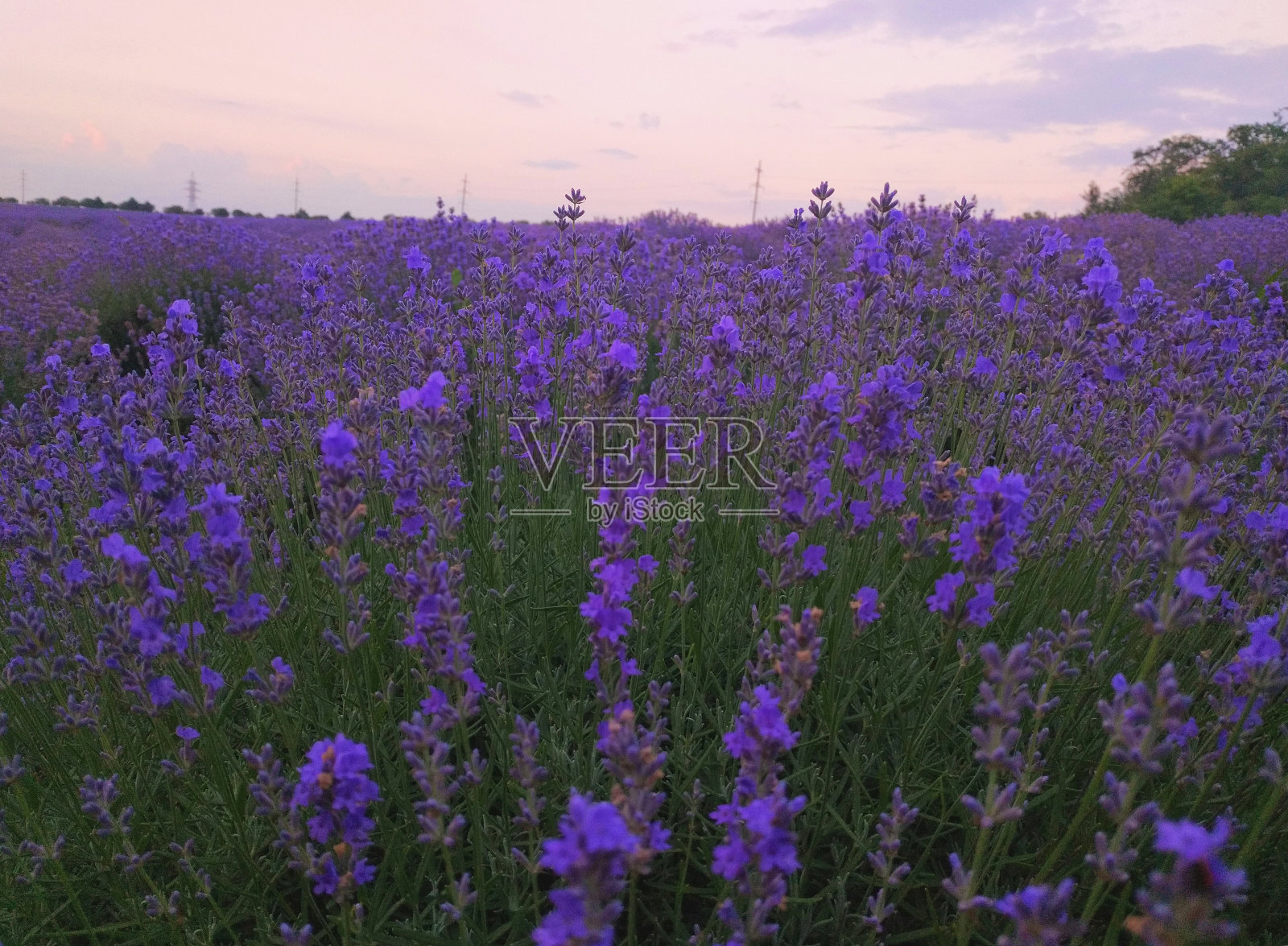 日落背景上的薰衣草田照片摄影图片