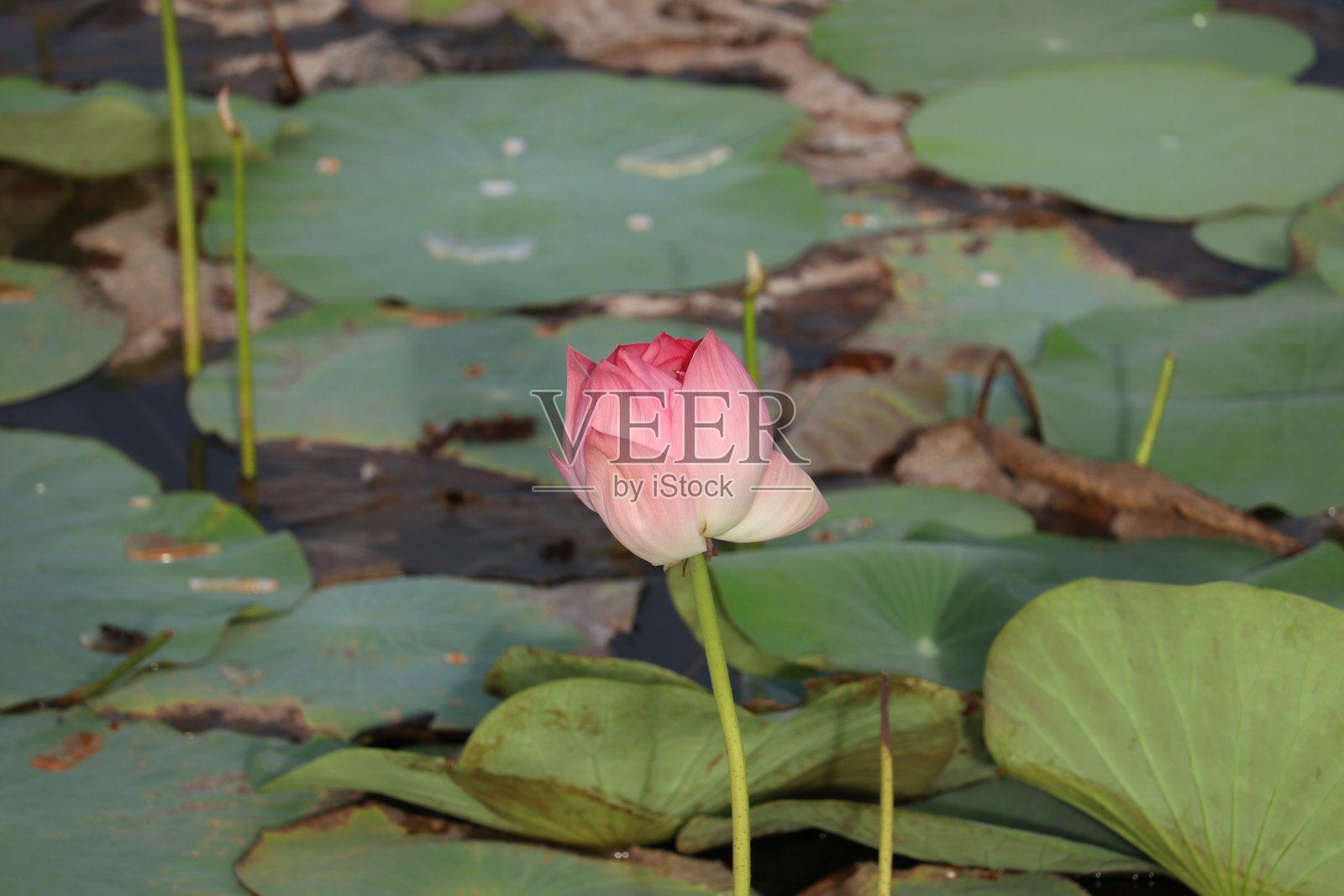 池塘里粉红色的荷花照片摄影图片