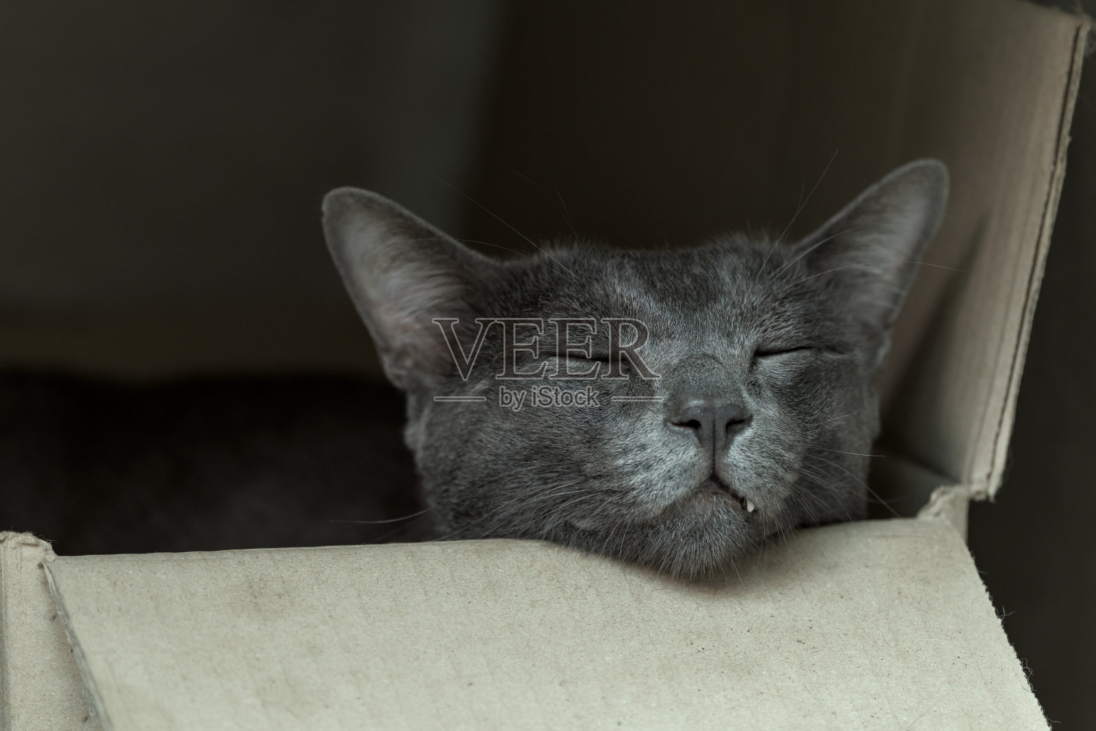 猫睡在纸板箱里照片摄影图片