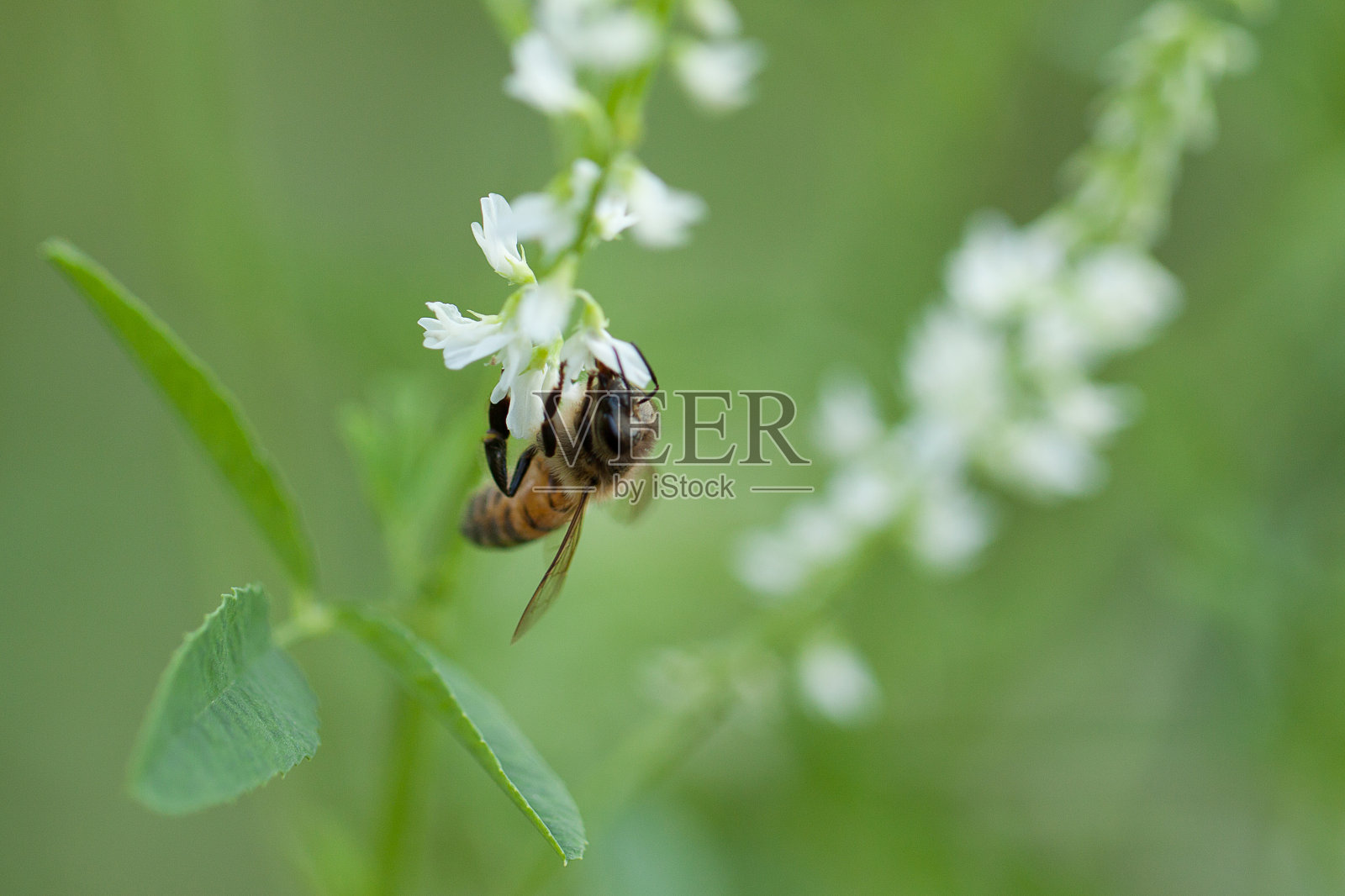 有趣的条纹苍蝇坐在小花上吃花蜜照片摄影图片