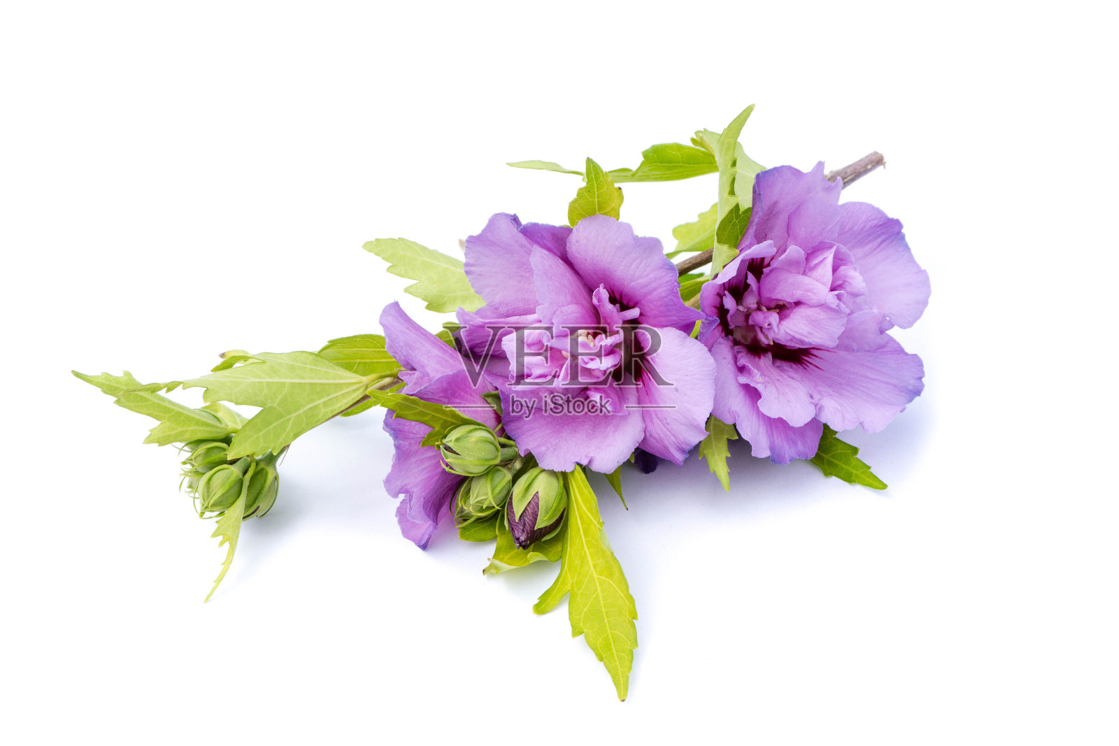 紫色的木槿孤立在白色背景上照片摄影图片