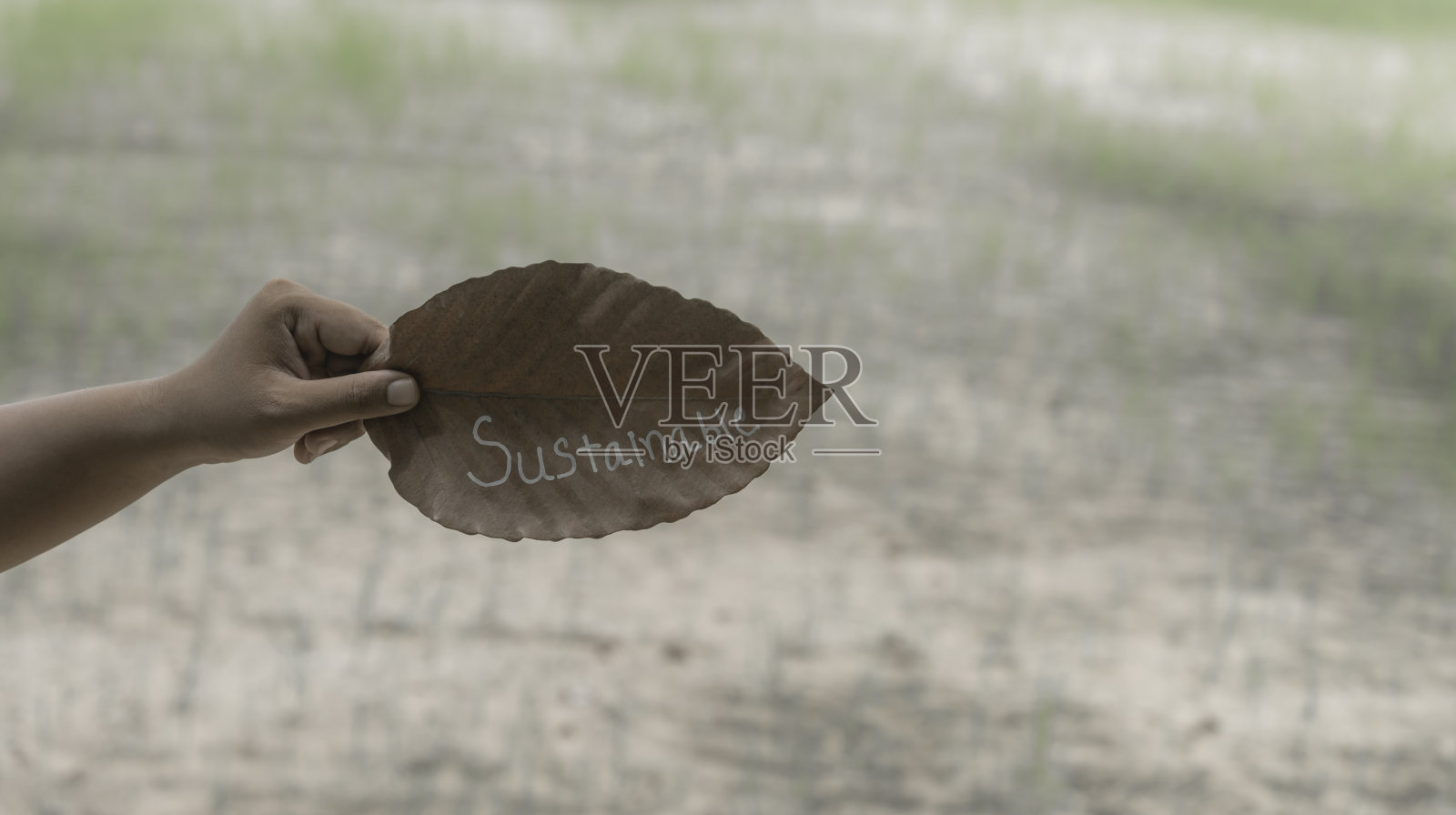 手展示可持续的文字照片摄影图片