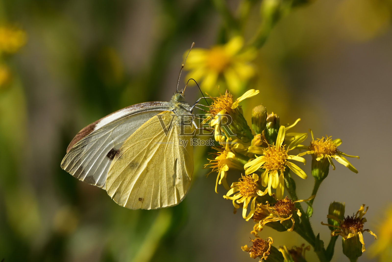 蝴蝶家族粉蝶科。照片摄影图片