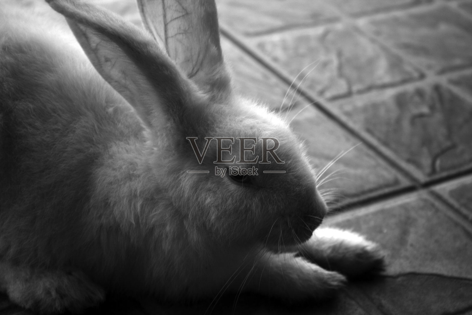 一只兔子。照片摄影图片