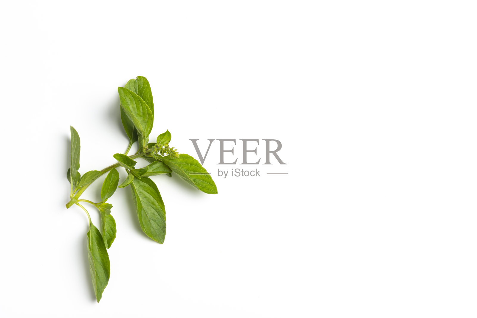 罗勒照片摄影图片