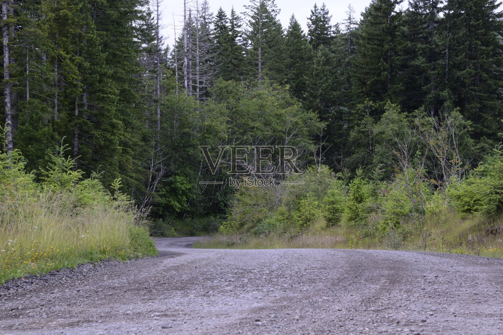 蜿蜒的石子路穿过森林照片摄影图片
