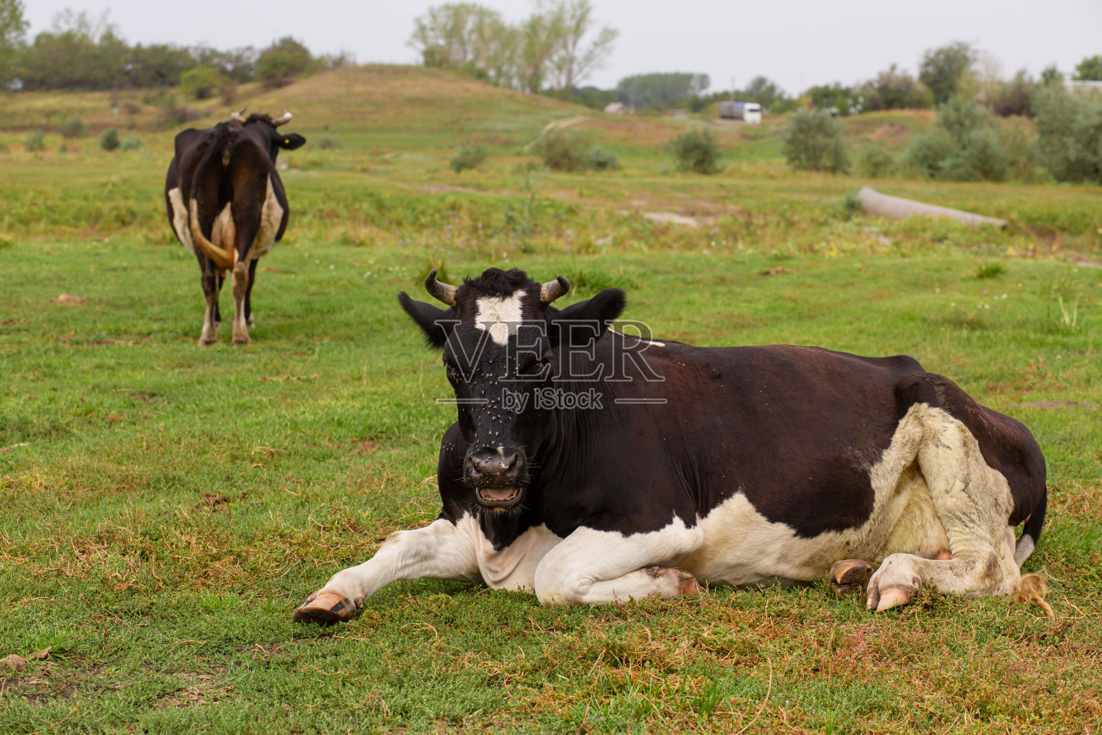 乡下的牛在绿色草地上吃草。农村生活。动物。农业大国照片摄影图片