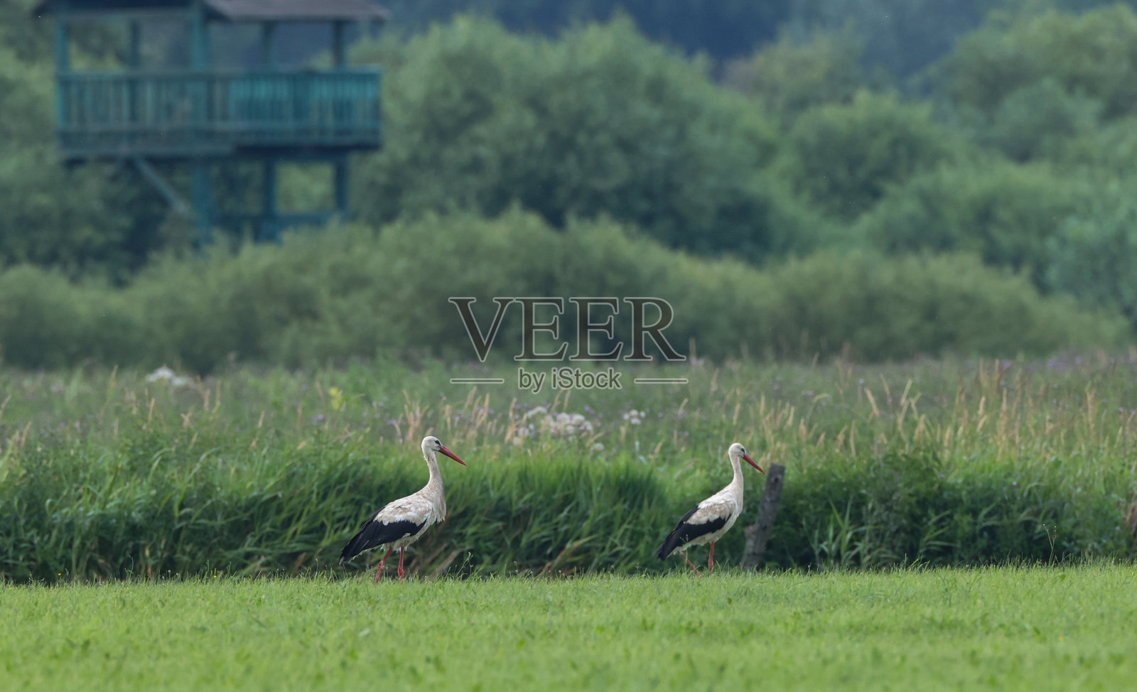 草地上的白鹳和观鸟塔照片摄影图片