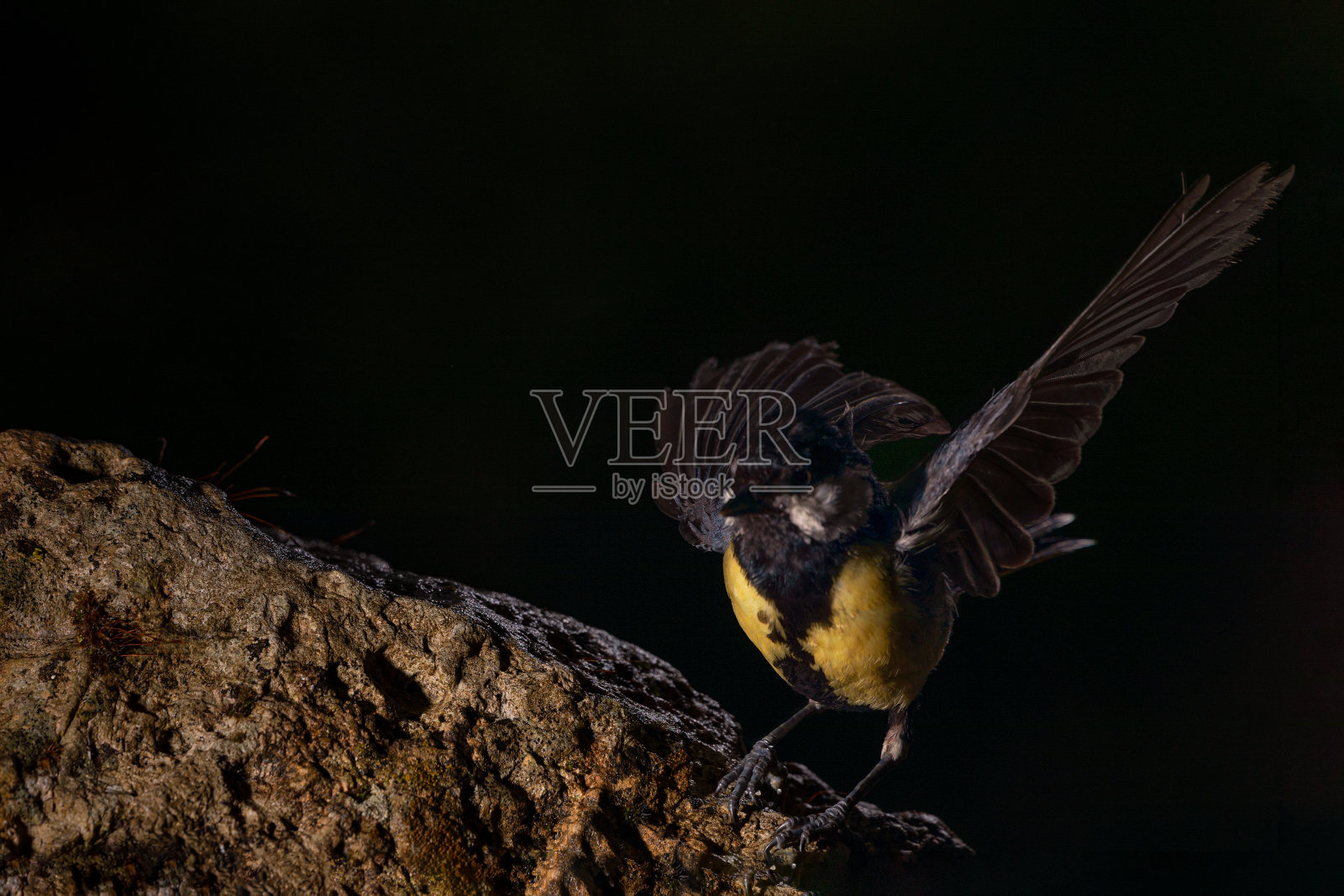 阿拉瓦岩石上的大山雀照片摄影图片