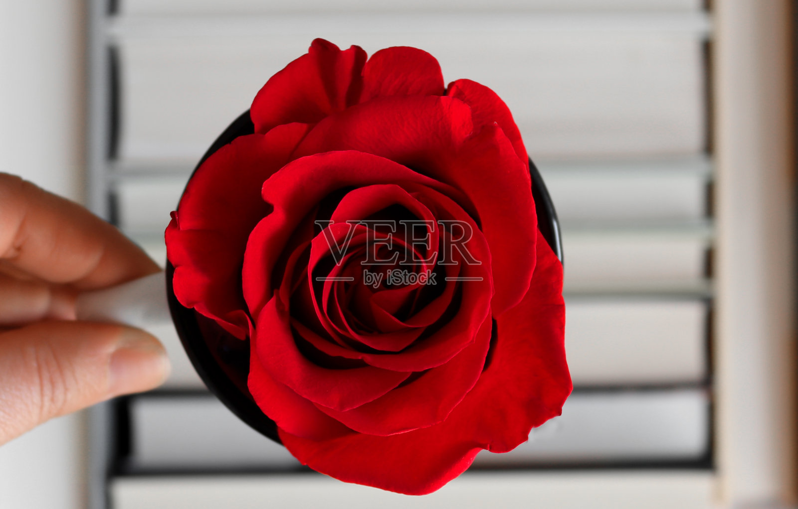 红玫瑰配书作背景照片摄影图片