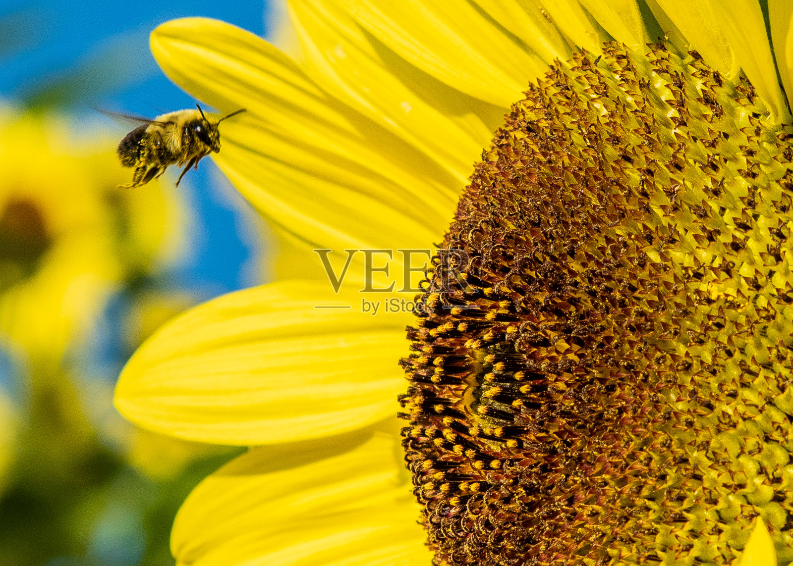 向日葵蜜蜂系列照片摄影图片