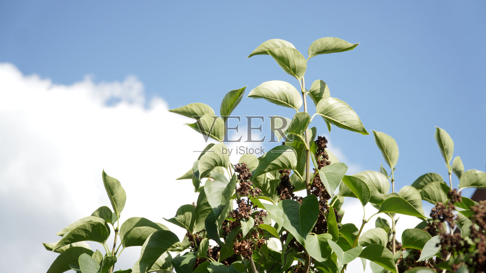 德国富尔达阳光明媚的夏日花园。照片摄影图片