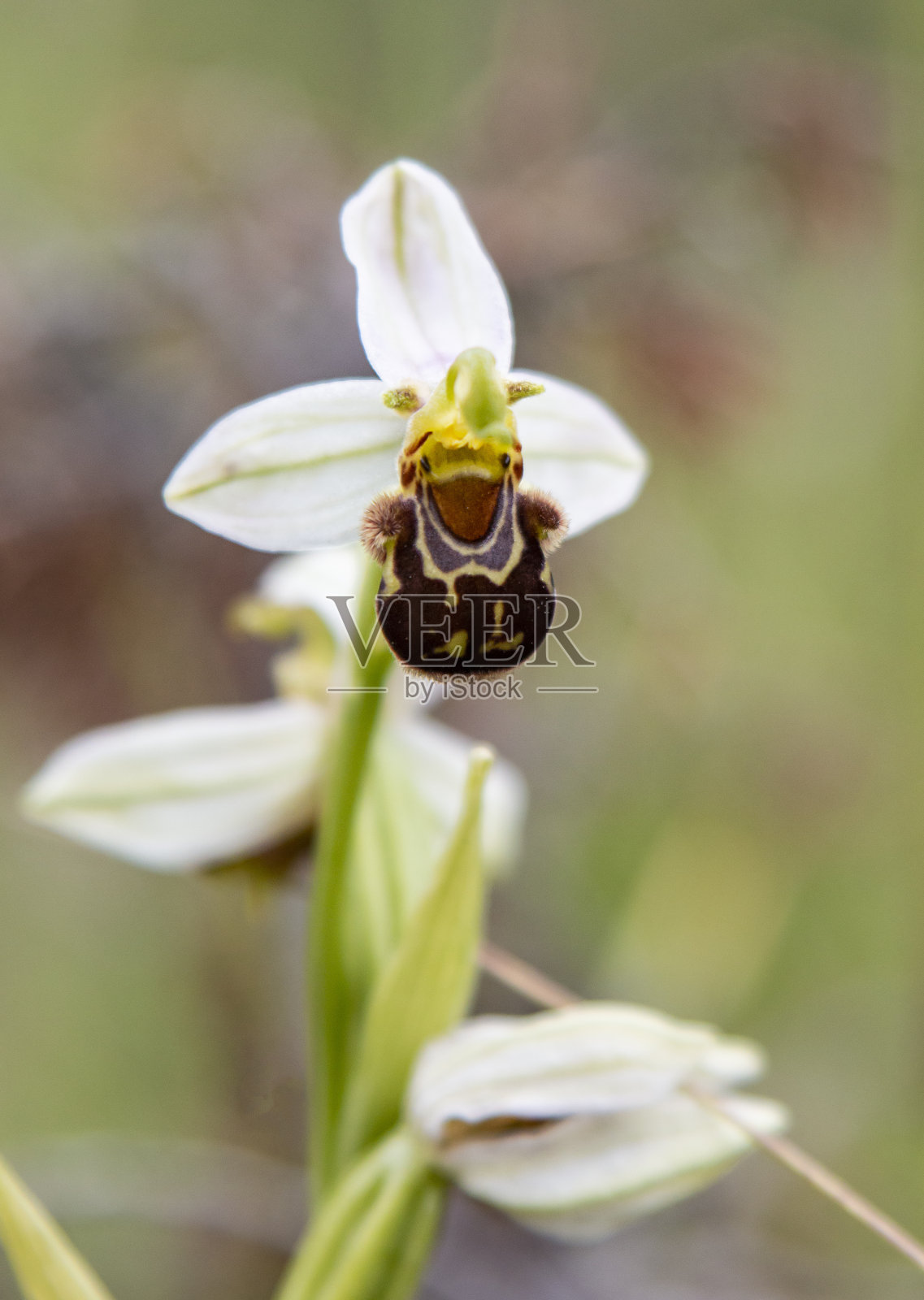 自然生境中的蜂兰照片摄影图片