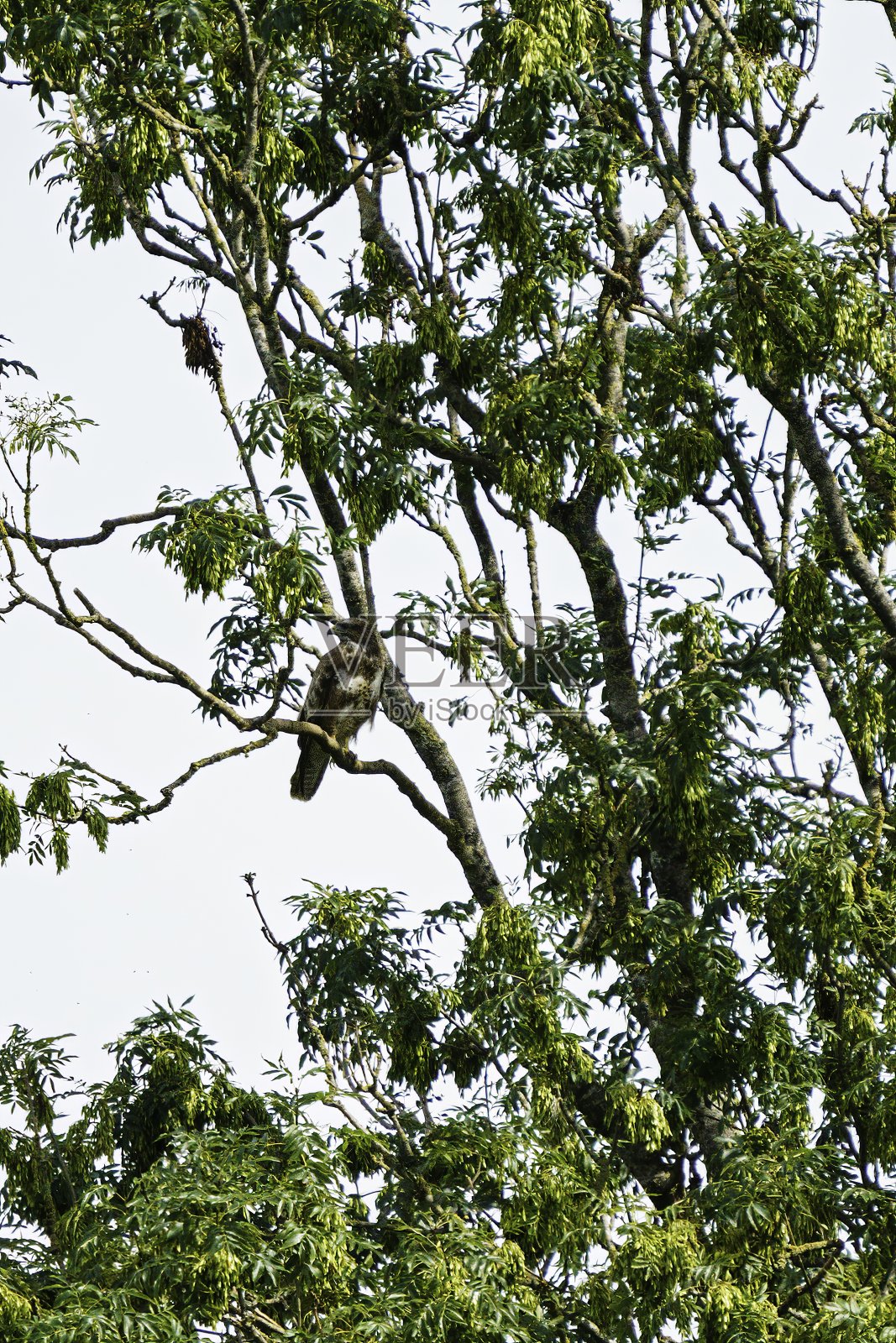 卑鄙的小人照片摄影图片