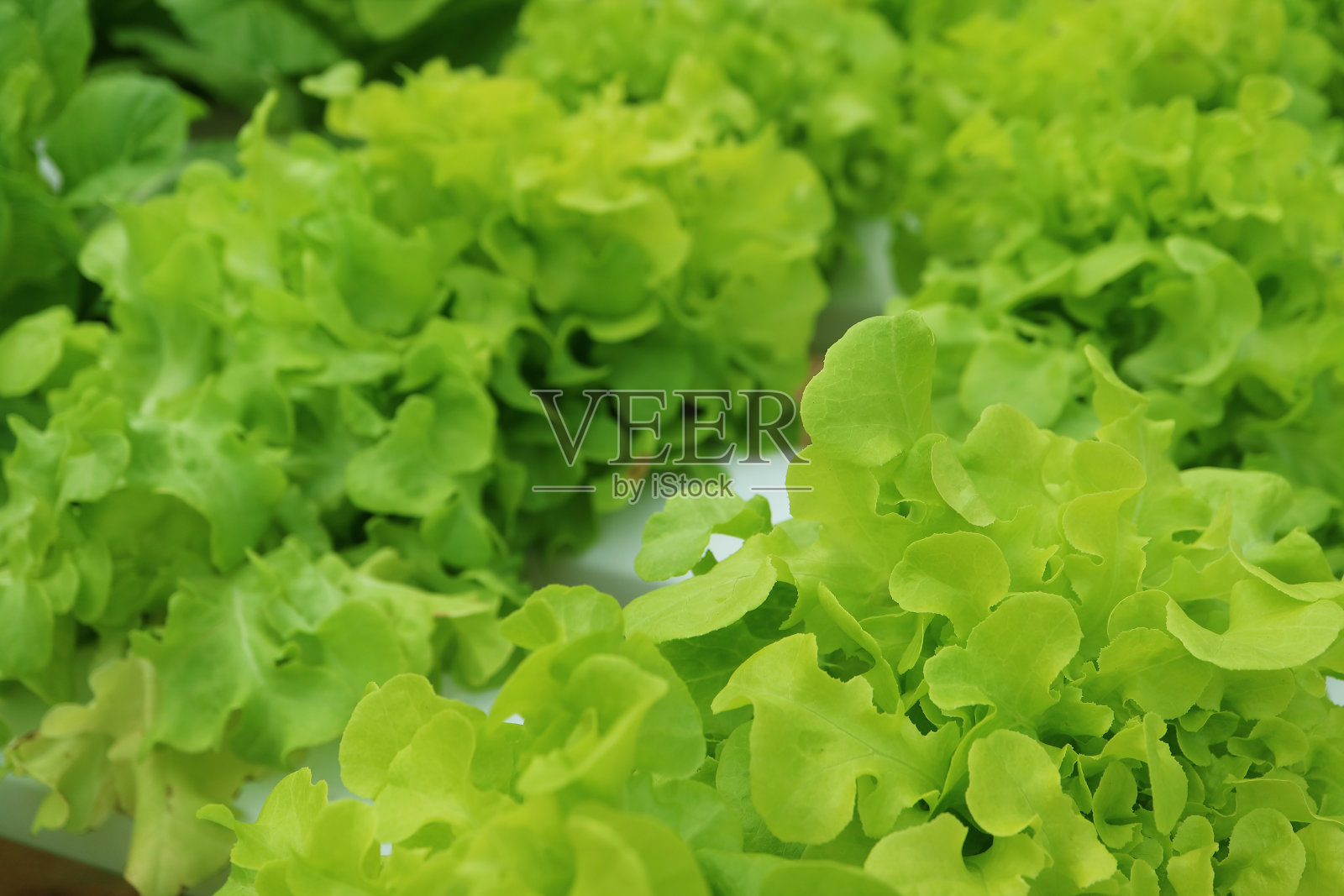 充满活力的绿色橡树叶生菜生长在水培容器在房子的后院照片摄影图片