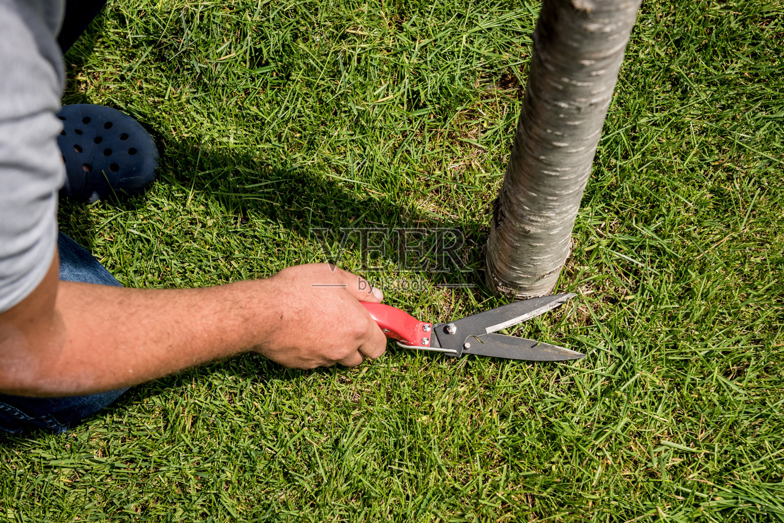 用花园剪刀修剪草坪的专业园丁照片摄影图片
