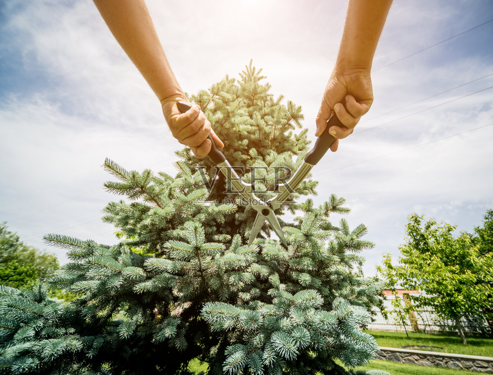 用园艺剪刀修剪树木的专业园丁照片摄影图片