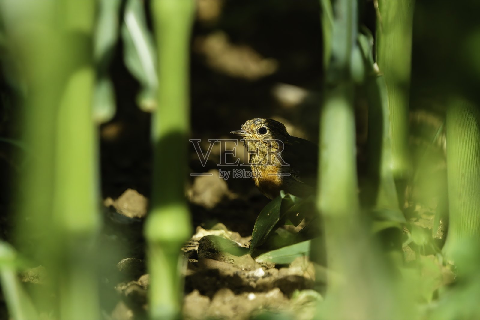 年轻的罗宾照片摄影图片